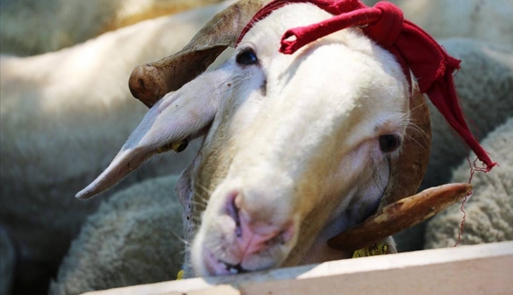 Diyanet İşleri Başkanlığı duyurdu! Kurban kesim bedeli belli oldu! İşte 2024 kurban kesim bedeli