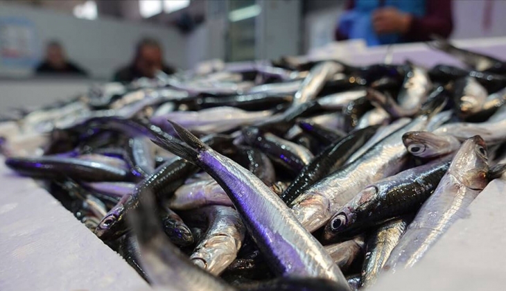Ankara Balık Hali yeni ay fiyatları yayımladı! 12 kg hamsi 100 TL! İşte 3 Ocak 2023 fiyat listesi