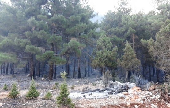 Adana'da bazı alanlar orman sınırları dışına çıkarıldı!