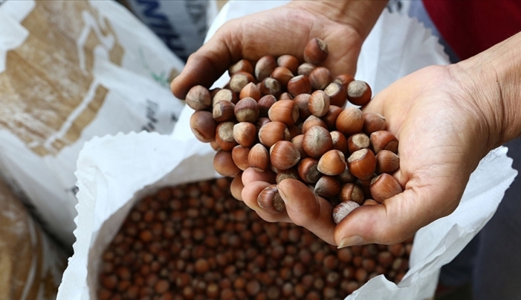 Fındık fiyatları açıklandı mı 2022? Fındık fiyatları ne kadar? Cumhurbaşkanı açıklayacak!
