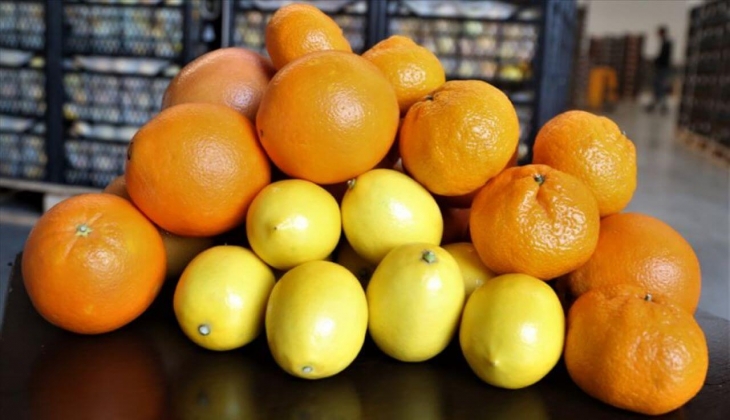 Narenciye ihracatı 900 milyon doları buldu!