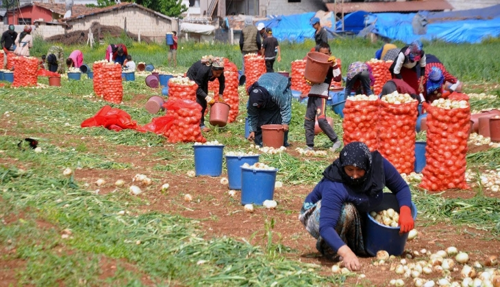 Soğan, enflasyon şampiyonu oldu! Kilosu 30 TL ye kadar çıktı! Adana da başlayan soğan hasadı fiyatları düşürecek!