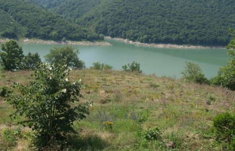 Milli emlak ağaçlandırma tebliği!