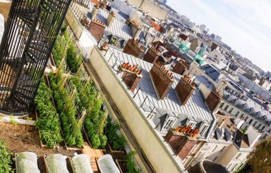 Paris çatılarında tarım!