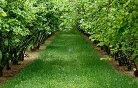 Trabzon Ortahisar'da 10 milyon TL'ye satılık fındık bahçesi!