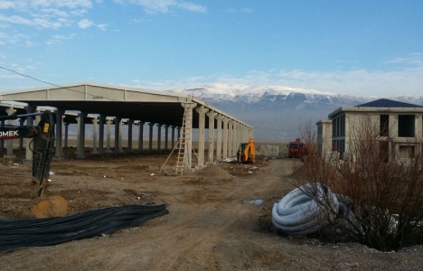 maraş canlı hayvan borsası