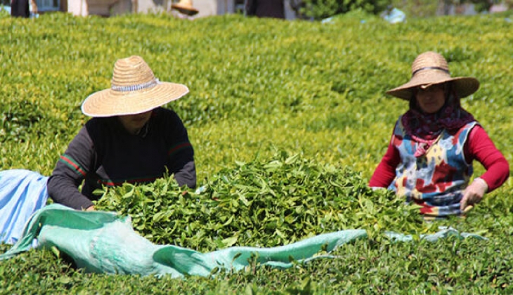 Çaykur’dan kuru çay fiyatlarına bir zam daha!