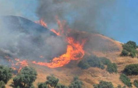 Aydın'da orman yangını çıktı!