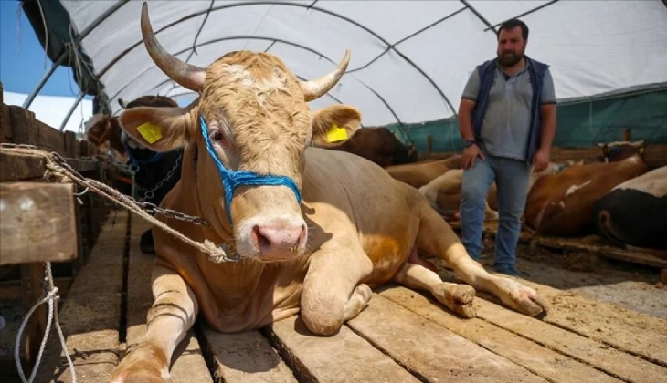 Kurban keseceklere kırmızı kodlu uyarı! Kurallara uymayanlara peş peşe ceza yağacak!