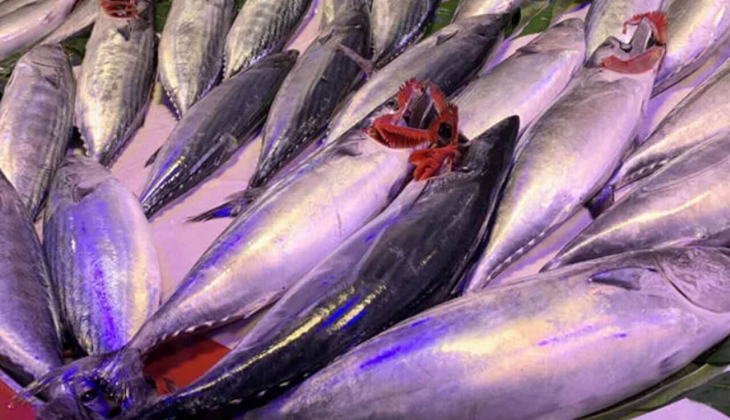 Balık yemenin tam zamanı! Palamut fiyatları düştü! 