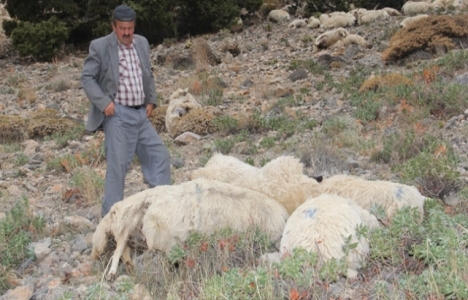 Sürü psikolojisi ölüme götürdü! 150 koyun telef!