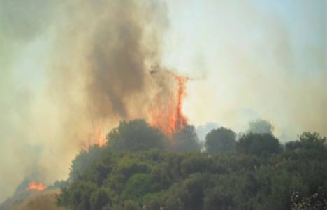 İzmir'de makilik alanda yangın çıktı!