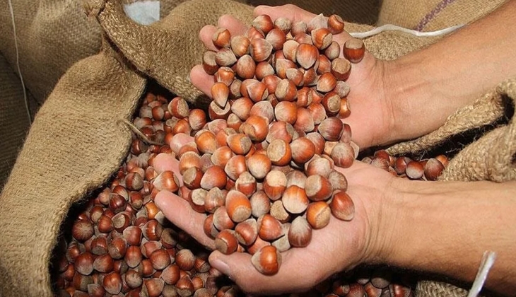 Fındık fiyatları rekora koşuyor! Trabzon, ordu Giresun fındık fiyatları ne kadar oldu? İl il fındık fiyatları