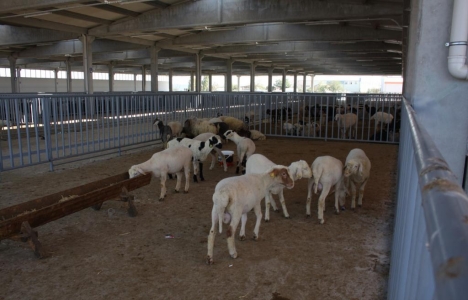 Kurban kesim yerleri hakkında tebliğ 2016!