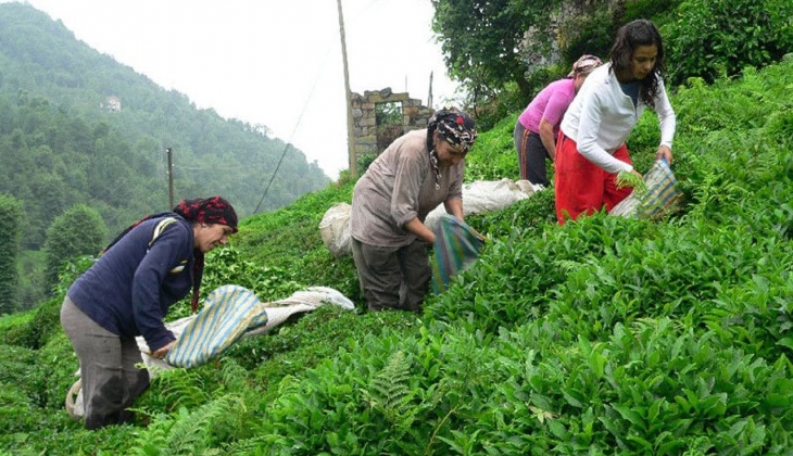 Çaykur dan önemli açıklama! Seçimin sağlığı için...