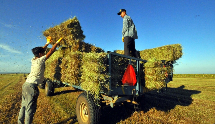 Samanda kırmızı alarm! Fiyatlar 3 katına çıktı, artış sürecek! Yılbaşı öncesi stoklarınızı tamamlayın