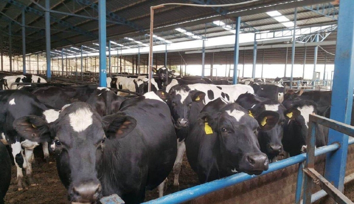 Üretici zarar ediyorum diyordu! Ulusal Süt Konseyi belgeyi yayınladı