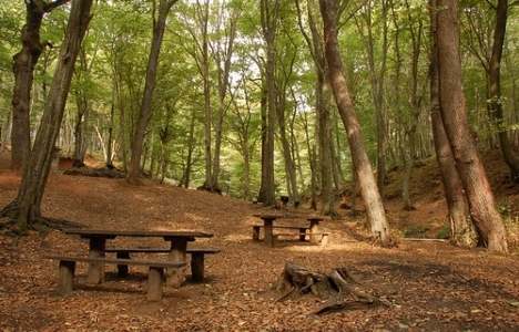 Belgrad Ormanı İstanbulluların kentten kaçış rotası oldu!