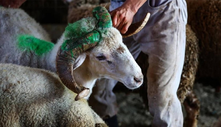 Kurban Bayramı yaklaşıyor! Kurbanlık koyun fiyatları ne kadar oldu?