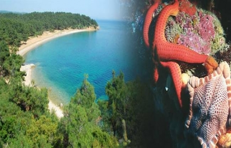 Saros Körfezi’nde biyoçeşitlilik çalışması tamamlandı!