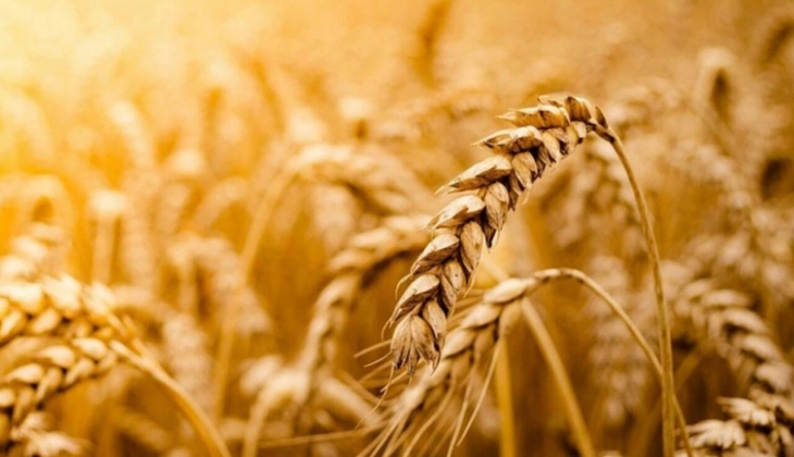 Tahıl koridoru ithalatçıya yaradı! 2023 te hedef daha da büyüdü