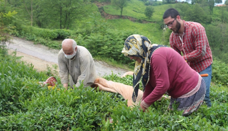 Çay hasat sezonu açıldı! ÇAYKUR 3 günde 730 ton yaş çay aldı!
