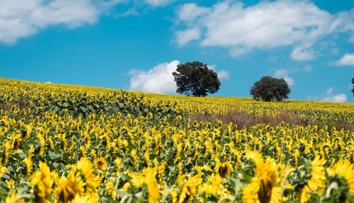 Ayçiçeği alım fiyatı 3. kez güncellendi! Hemen Migros, A101, ŞOK, TMO 7 Ağustos 2022 Ayçiçek yağı fiyat listesine bakın
