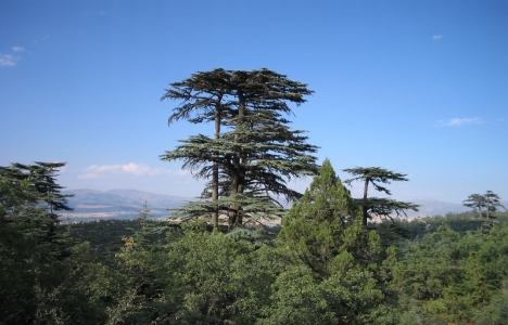 Antalya TVK Bölge Komisyonu 49. toplantı gündemi!