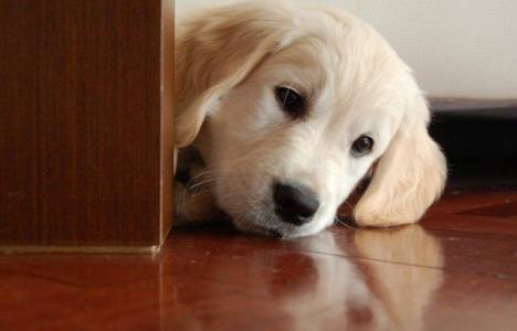 Apartmanda evcil hayvan besleme yönetmeliği!