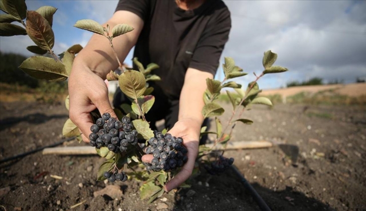 Mor renkli bu meyve güçlü bir bağışıklık sağlıyor!