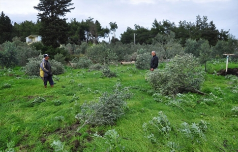 Antalya'nın tarım alanları imara açılıyor!