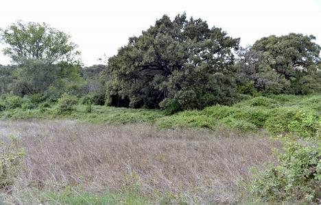 Validebağ Korusu böyle olacak!