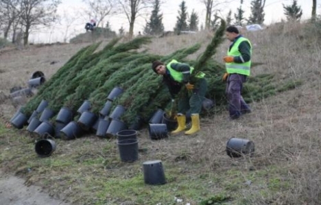 İstanbul'a 115 bin yeni ağaç!