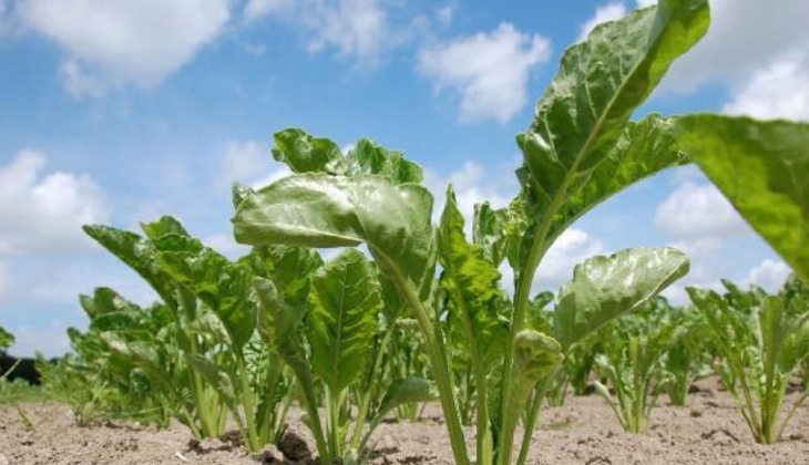 Bakan duyurdu! o ödemeler hesaba yattı! IBAN numaranızı hemen kontrol edin 