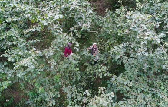 Araplar Karadeniz de konut ve fındık bahçesi alıyor!