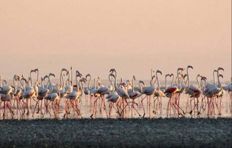 Seyfe Gölü Kuş Cenneti yabancı misafirlerini ağırladı!