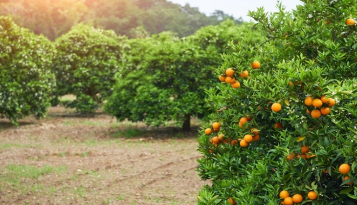 Bankalara borç arttı, konut, tarla, bağ, bahçe satışta..