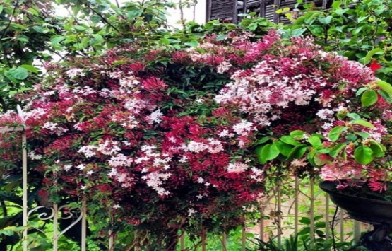 Şehrazat, Zekeriyaköy deki villasında bu manzaraya uyanıyor!