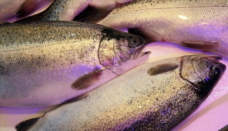 Dondurulmuş balık alırken nelere dikkat etmeliyiz?
