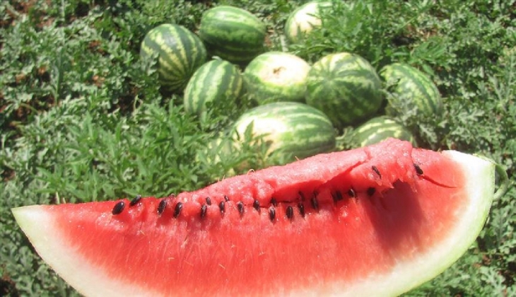 Karpuzun kilosu 35, dilimi 51 TL den satılıyor! Fiyatlar yüksek gelince dilim karpuza talep arttı! 