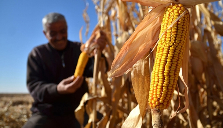 Mısır alım fiyatlarında son dakika! Resmen açıklandı! Mısır fiyatları bugün kaç TL? 23 Ağustos 2022 mısır fiyat listesi.