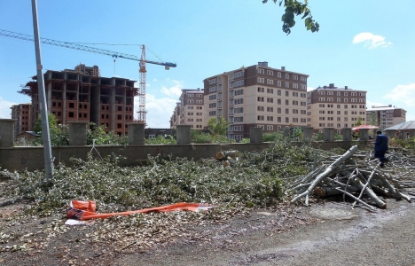 Kentsel dönüşümde ağaçların yerleri değiştirilebilir!