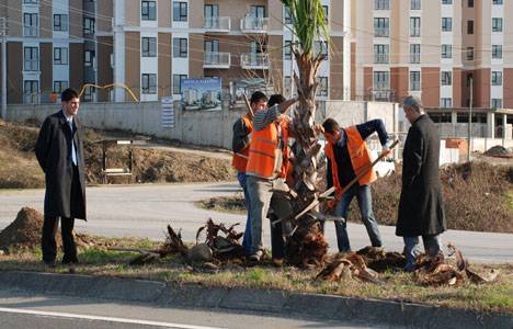 Ünye'de sahil bandı çiçeklendiriliyor!