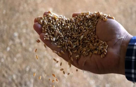 Resmî Gazete’de yayımlandı! Devletten yağlı tohumlu bitkiler için yüzde 75 hibe desteği