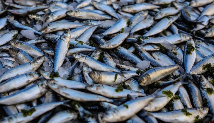 İstanbul Balık Hal fiyatları yayımlandı! Balık fiyatları ne kadar? İşte 16 Haziran 2022 fiyat listesi