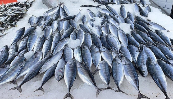 Balık fiyatları katlandı: İstanbul Hali nde tekir 100, levrek 250, istavrit 80 TL! Palamudun kilosu 44-56 TL arasında!