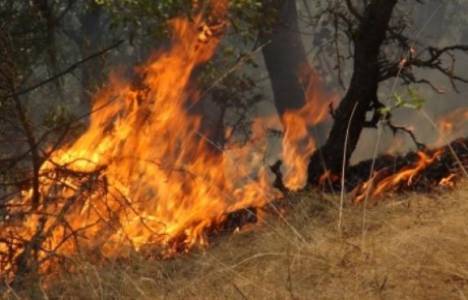 Çanakkale Taşlıtarla köyünde orman yangını çıktı!