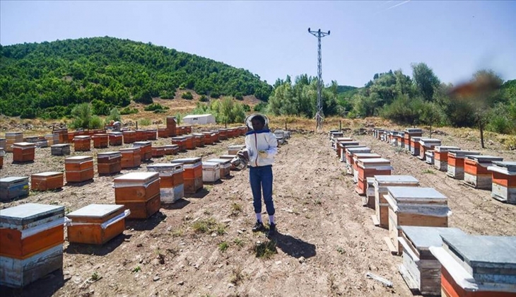 SON DAKİKA! Arıcılık yapanlara yeni destek müjdesi: Tam bu kadar verilecek! Resmi Gazete'de yayımlandı! 