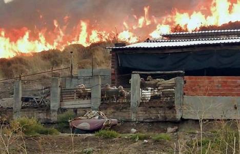 İzmir Dikili'de yangın çıktı!