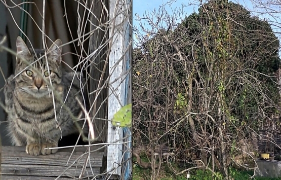 Düzce de sarmaşıkların sardığı ahşap ev ilgi görüyor!